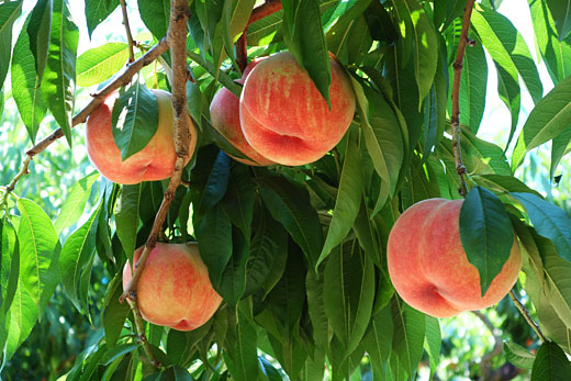 桃狩り 山梨なら山の果樹園 美味しい完熟桃が味わえます